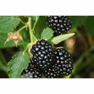 Саженец Ежевика Бжезина в контейнере